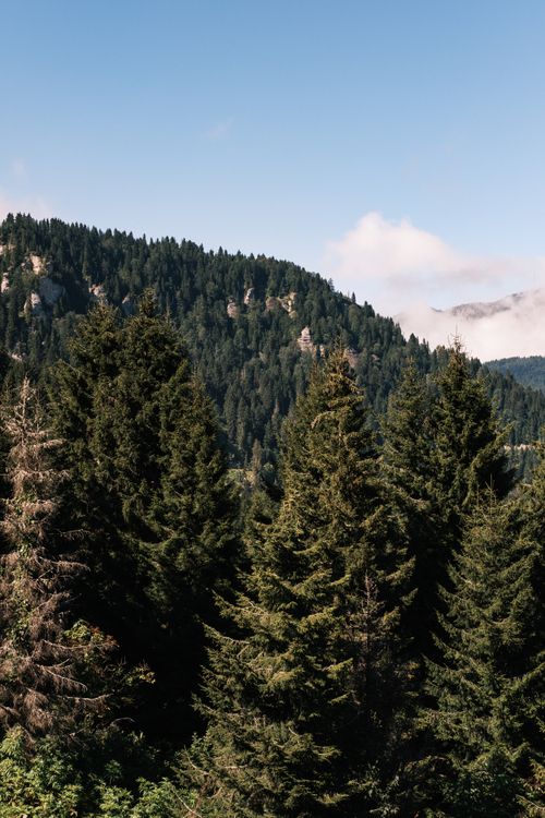 Free Beautiful forest landscape in Giresun, Türkiye, showcasing lush greenery under a clear blue sky. Stock Photo
