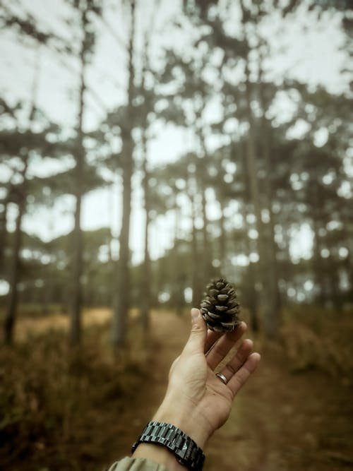 Person Holding Pine Cone in Forest
