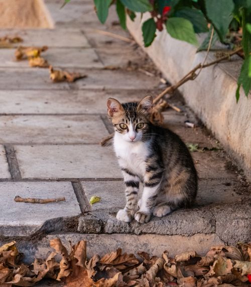 Free A cute tabby kitten sits on a leafy sidewalk with a calm gaze, surrounded by autumn leaves. Stock Photo