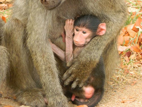 Kostnadsfri bild av babian, djurungar, mödrar bryr sig