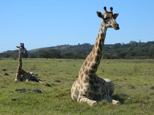 Kostnadsfri bild av afrikansk vildmark, giraffer