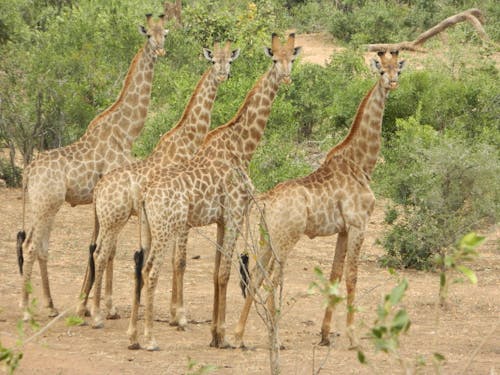 Kostnadsfri bild av afrikansk vildmark, giraffer, kruger park
