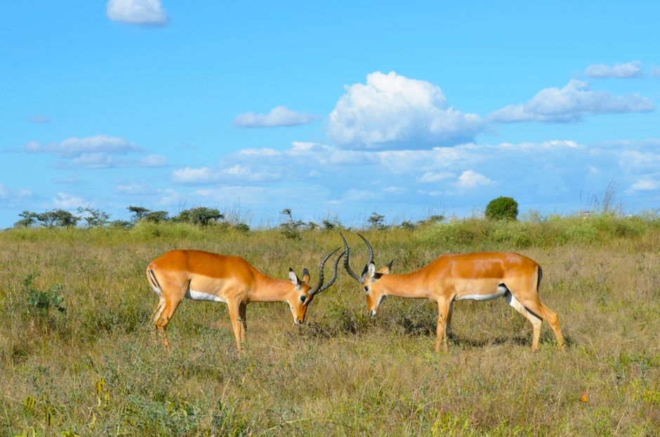 Exploring Nairobi, Kenya