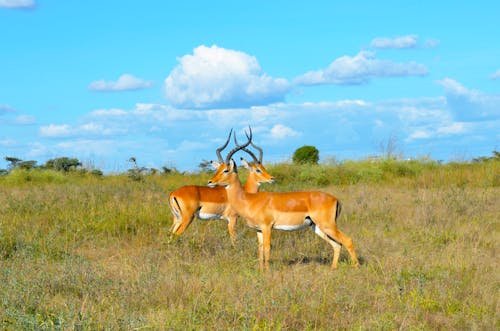 Brown Deer on Green Grass Field Under Blue Sky and White Clouds