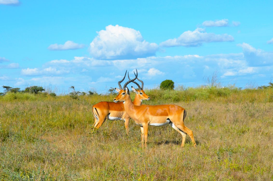 Kostenloses Foto Zum Thema Afrika Kenia L wen kostenloses-foto-zum-thema-afrika-kenia-l-wen