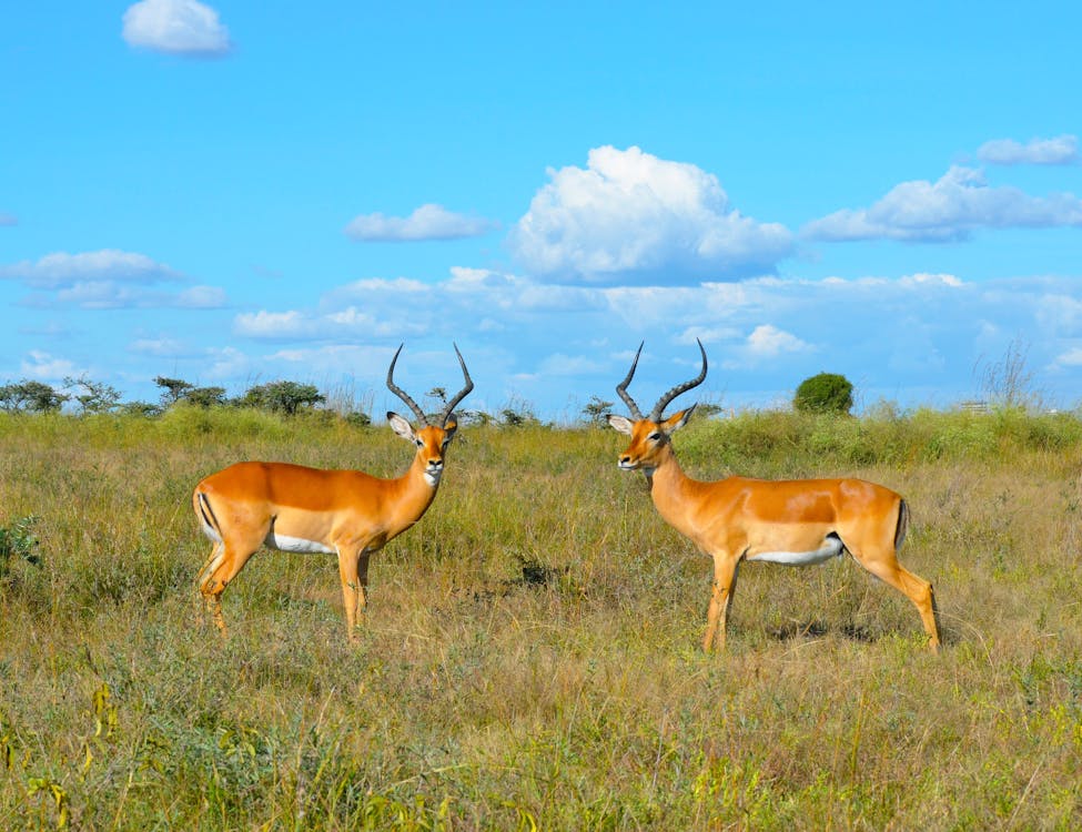 Kenya's safaris and resorts
