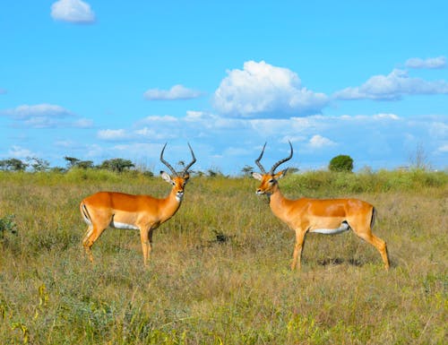Základová fotografie zdarma na téma antilopa, denní světlo, divočina
