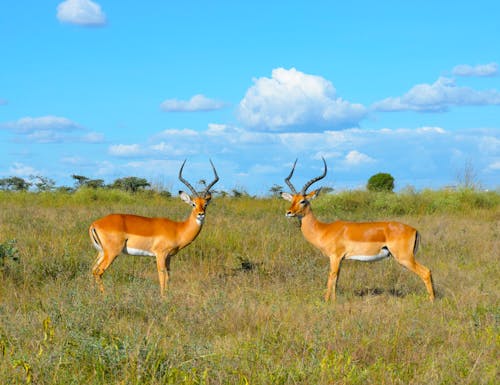 Brown Deer on Green Grass Field Under Blue and White Sunny Cloudy Sky