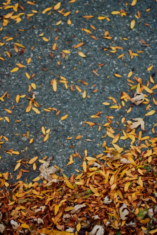 Free Colorful autumn leaves scattered on a textured asphalt surface. Stock Photo