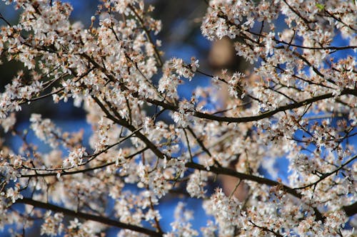 Безкоштовне стокове фото на тему «білі квіти, весна, вишневий цвіт»
