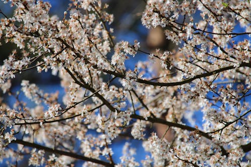 Fotos de stock gratuitas de cerezos en flor, flor, floración