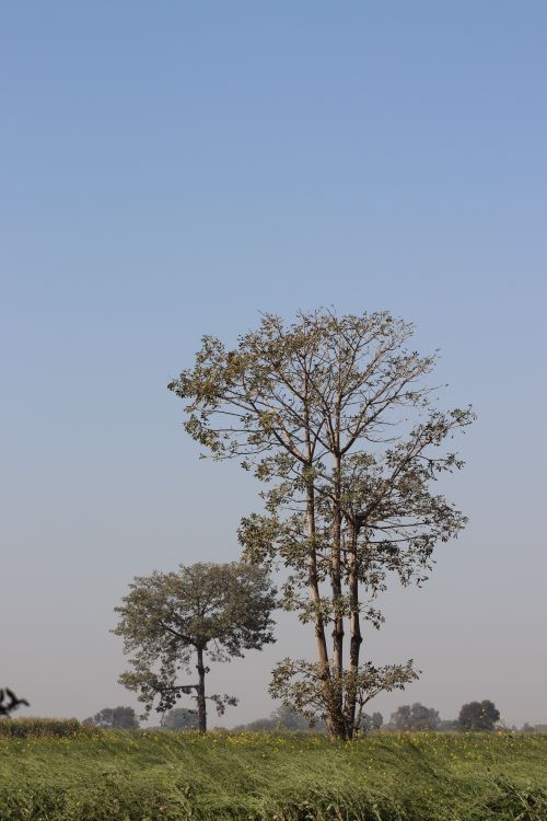 Free Peaceful landscape showcasing sparse trees against a clear blue sky in a grassy field. Stock Photo