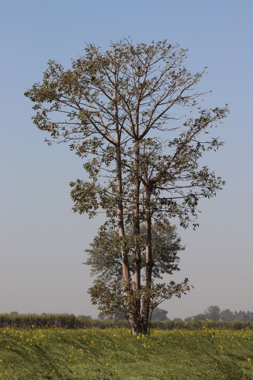 Free A solitary tall tree stands in a green field under a clear blue sky, conveying tranquility and nature. Stock Photo