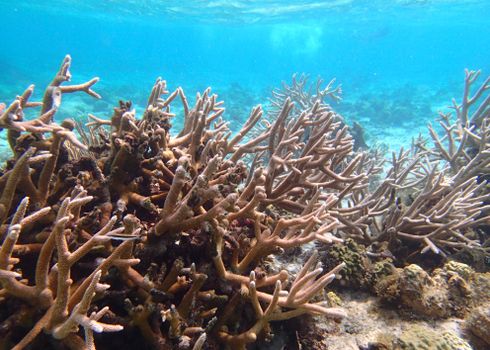Vibrant staghorn coral ecosystem in the clear waters of the Caribbean Sea.