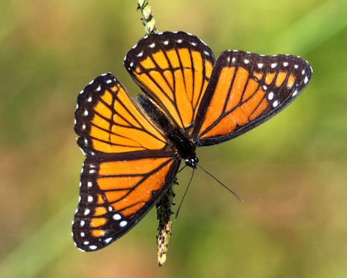 Free Close-up of a Viceroy butterfly perched on a grass blade, showcasing vibrant orange and black patterns. Stock Photo
