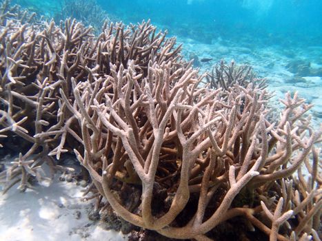 Explore the vibrant staghorn corals underwater in the Caribbean's diverse reef ecosystem.