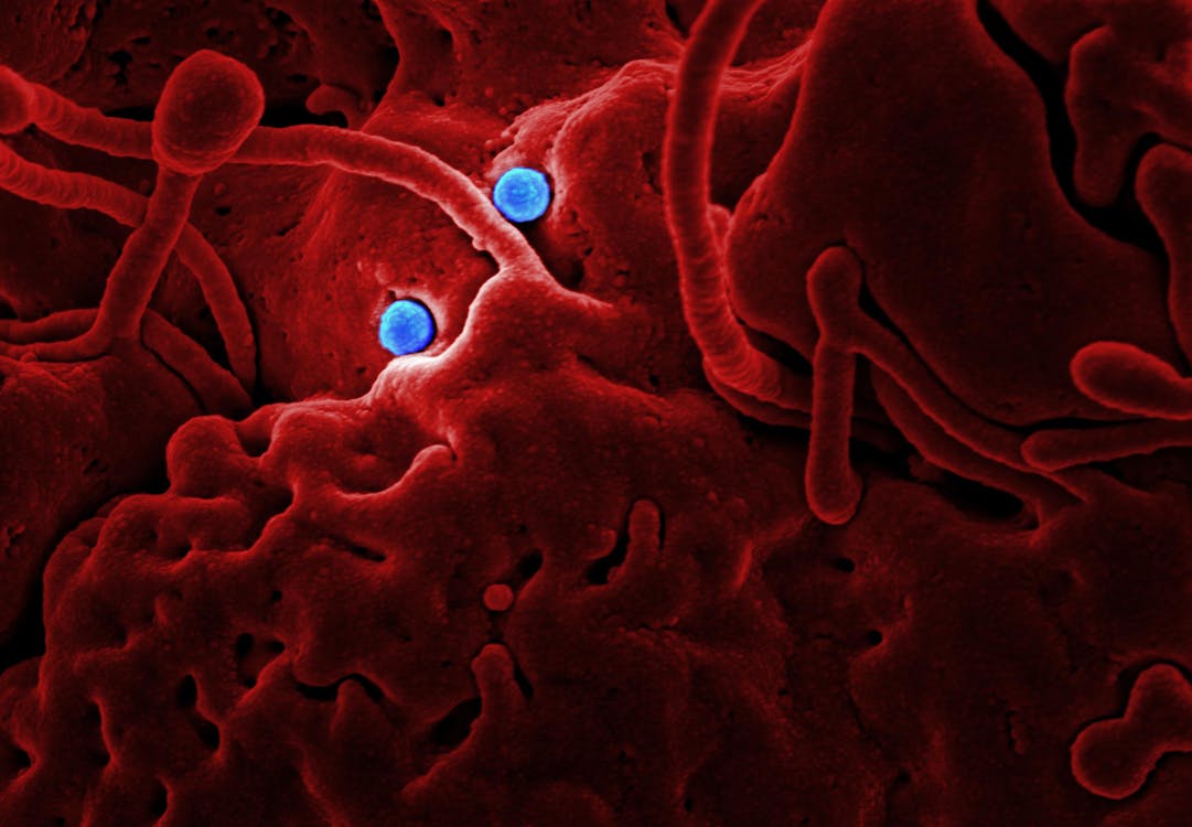 Free Microscopic Image of a Virus Stock Photo