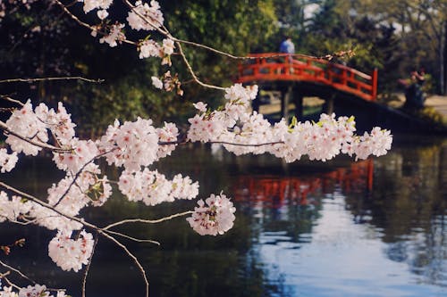 다리, 벚꽃, 봄의 무료 스톡 사진