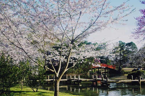 Kostenloses Stock Foto zu blühen, frühling, japanische kultur