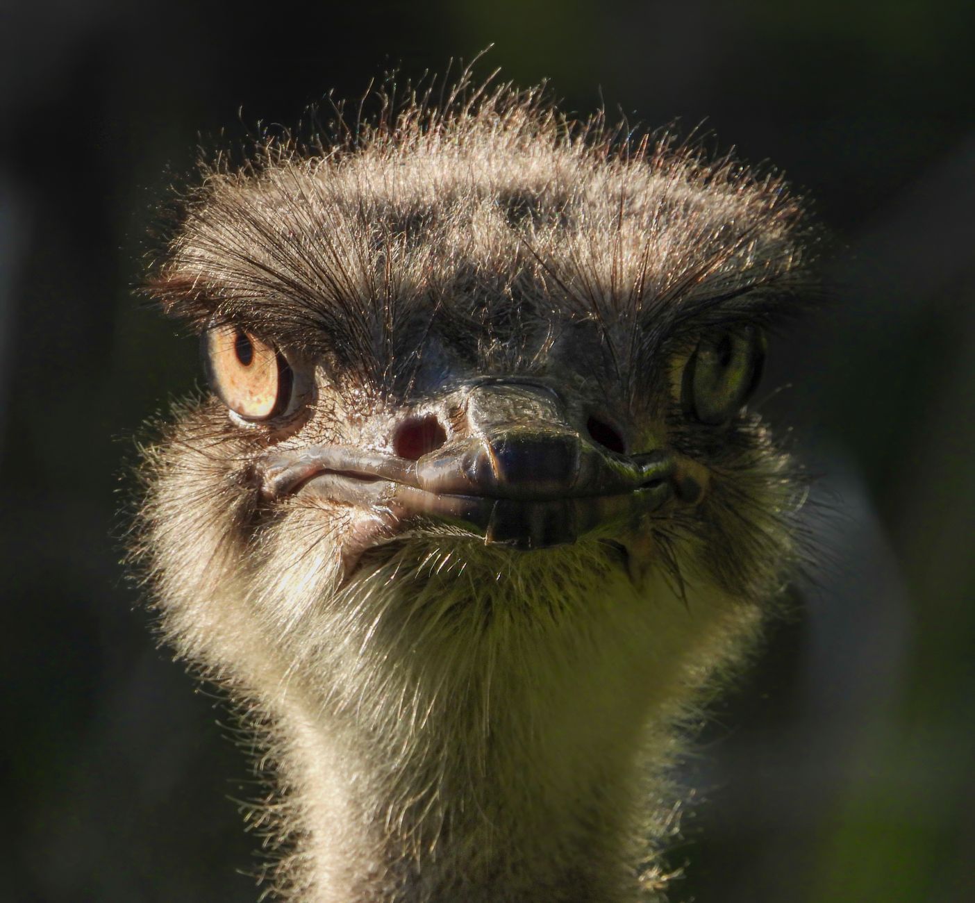 Detailed close-up of an ostrich's face in Belén de Escobar, Argentina.