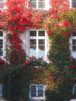 Autumn ivy and geraniums adorn a classic facade in Schwerin, Germany.