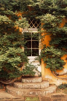 A vintage door covered in lush ivy offers a charming and rustic appearance.