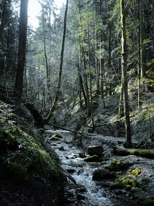 Free Green Trees and River Stock Photo