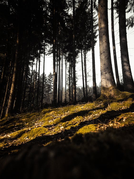 Brown Trees on Green Grass Field