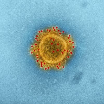 Ocean Phages Discovered to Mediate Significant Global Carbon Flow in Ecosystems