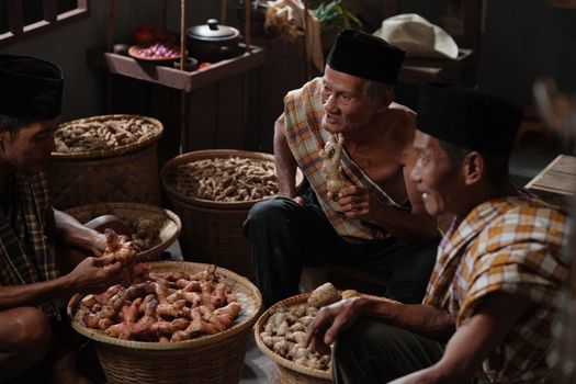Three Indonesian farmers joyfully sorting fresh ginger and turmeric in a traditional indoor setting.