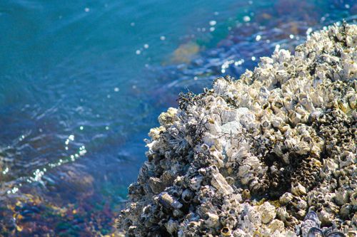 Free Close-up of rocky coastline with colorful barnacles and shellfish in Victoria, BC. Stock Photo