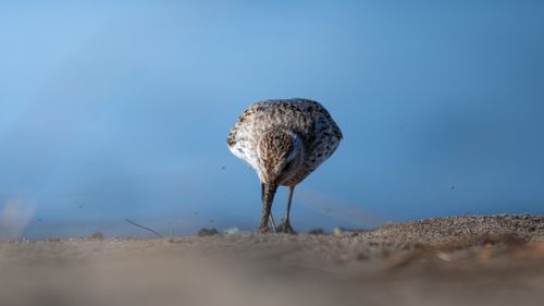 Free Close-up of a sandpiper foraging on a sandy beach against a blue sky. Stock Photo