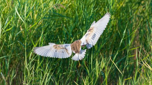 Free A striking image of a heron gracefully flying above vibrant green wetland reeds. Stock Photo