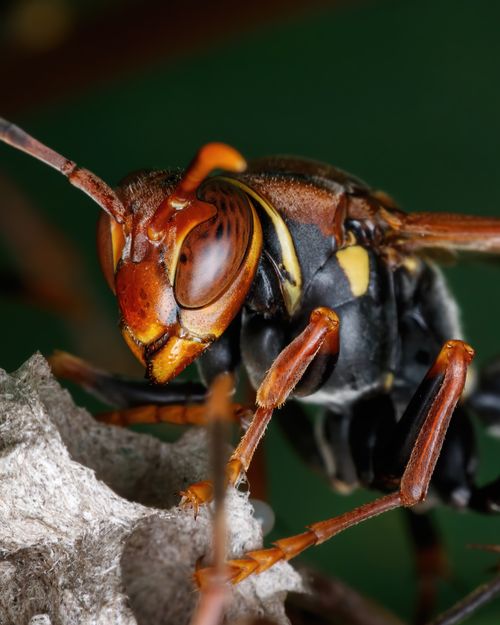 Free Macro shot of an Asian Giant Hornet on its nest with detailed texture and focus. Stock Photo