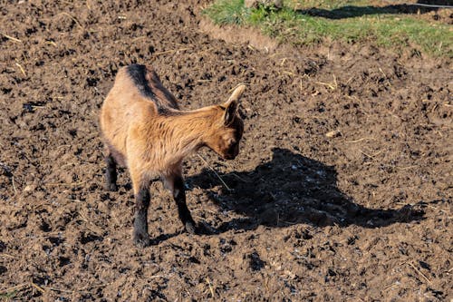 Free stock photo of domestic goat, shadow, soil
