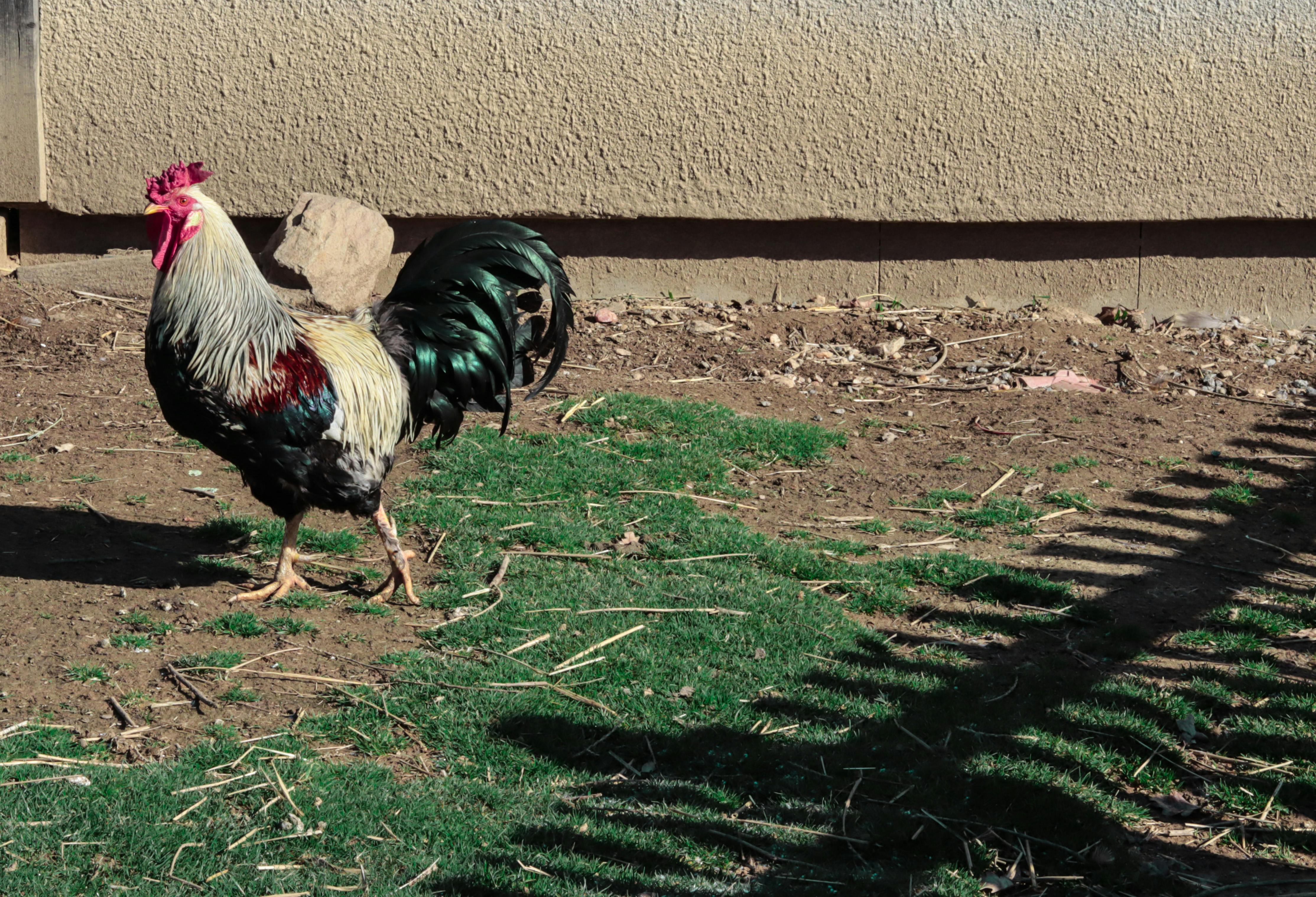 Finished weave installation with flowing curls