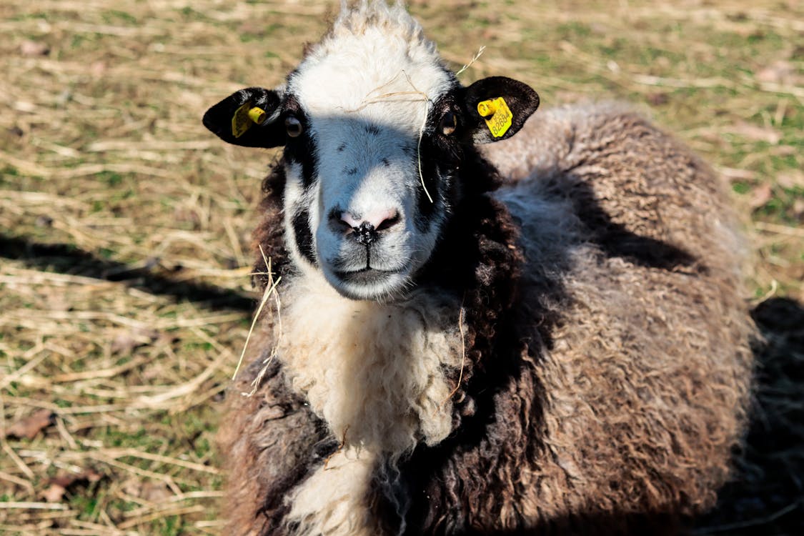 Free stock photo of farm animal, sheep, sunshine
