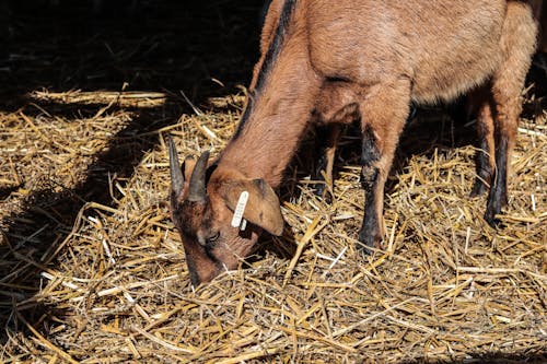 Free stock photo of domestic goat, eating, farm animals