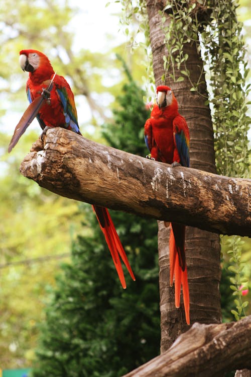 コンゴウインコ, タイ, 動物の無料の写真素材