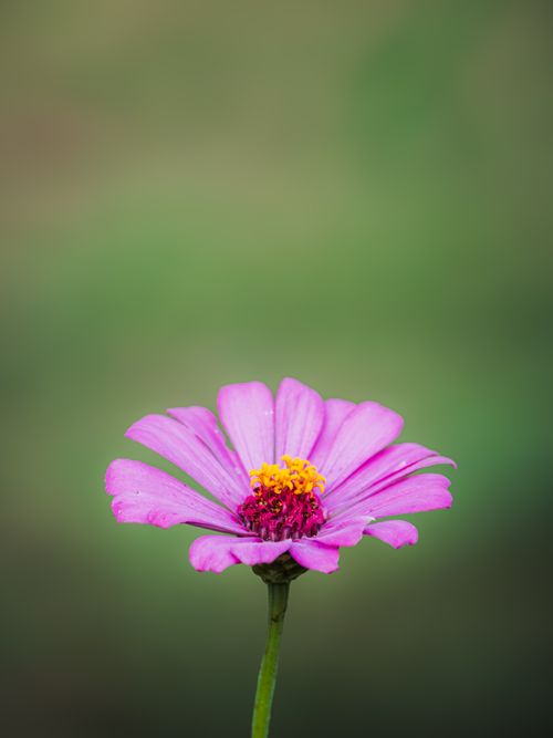 Free Vibrant pink zinnia flower captured in close-up with a soft green background. Stock Photo