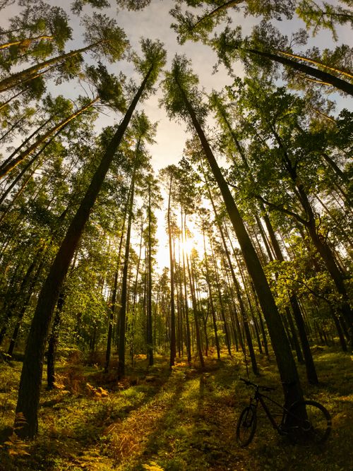 Free Capture of towering trees in a sunlit forest with a bicycle in view. Stock Photo