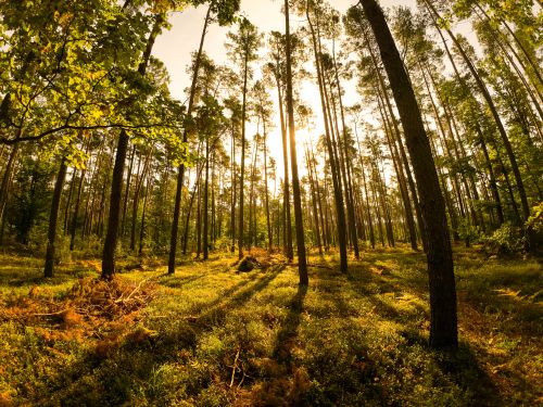 Free A serene pine forest illuminated by golden sunlight, casting elongated shadows on the forest floor. Stock Photo