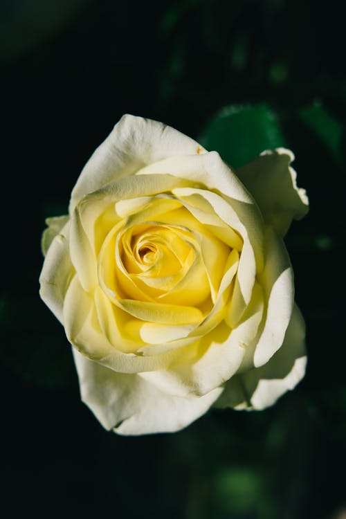 Free White Rose in Bloom Close Up Photo Stock Photo