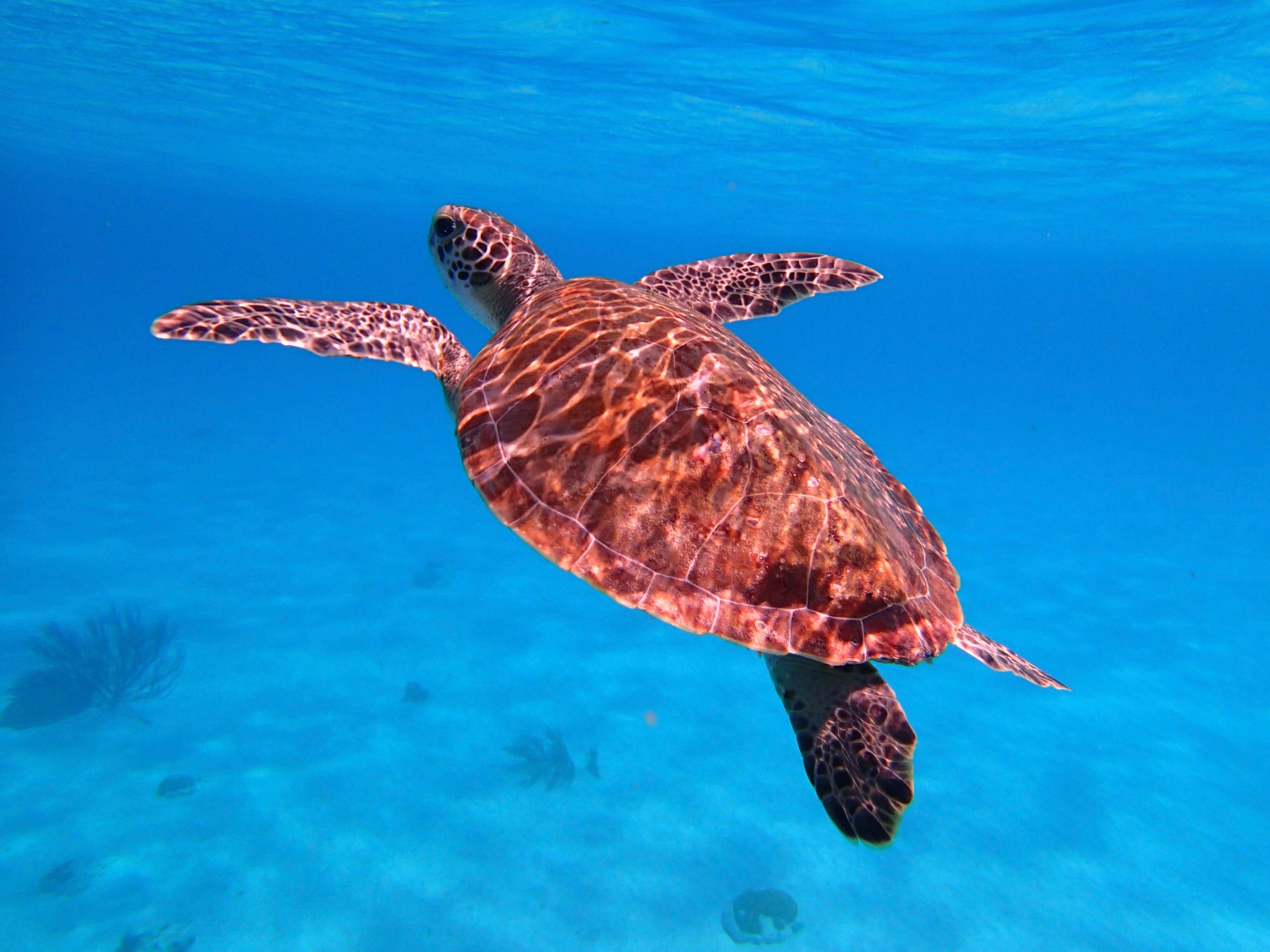 Best Time To Book Your Bonaire Trip — Bonaire travel guide photo