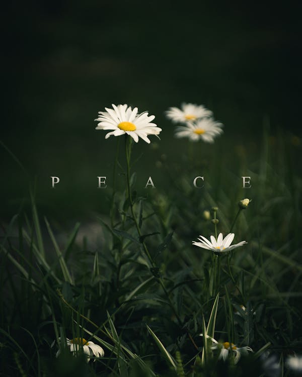 Free stock photo of flower, green, peace