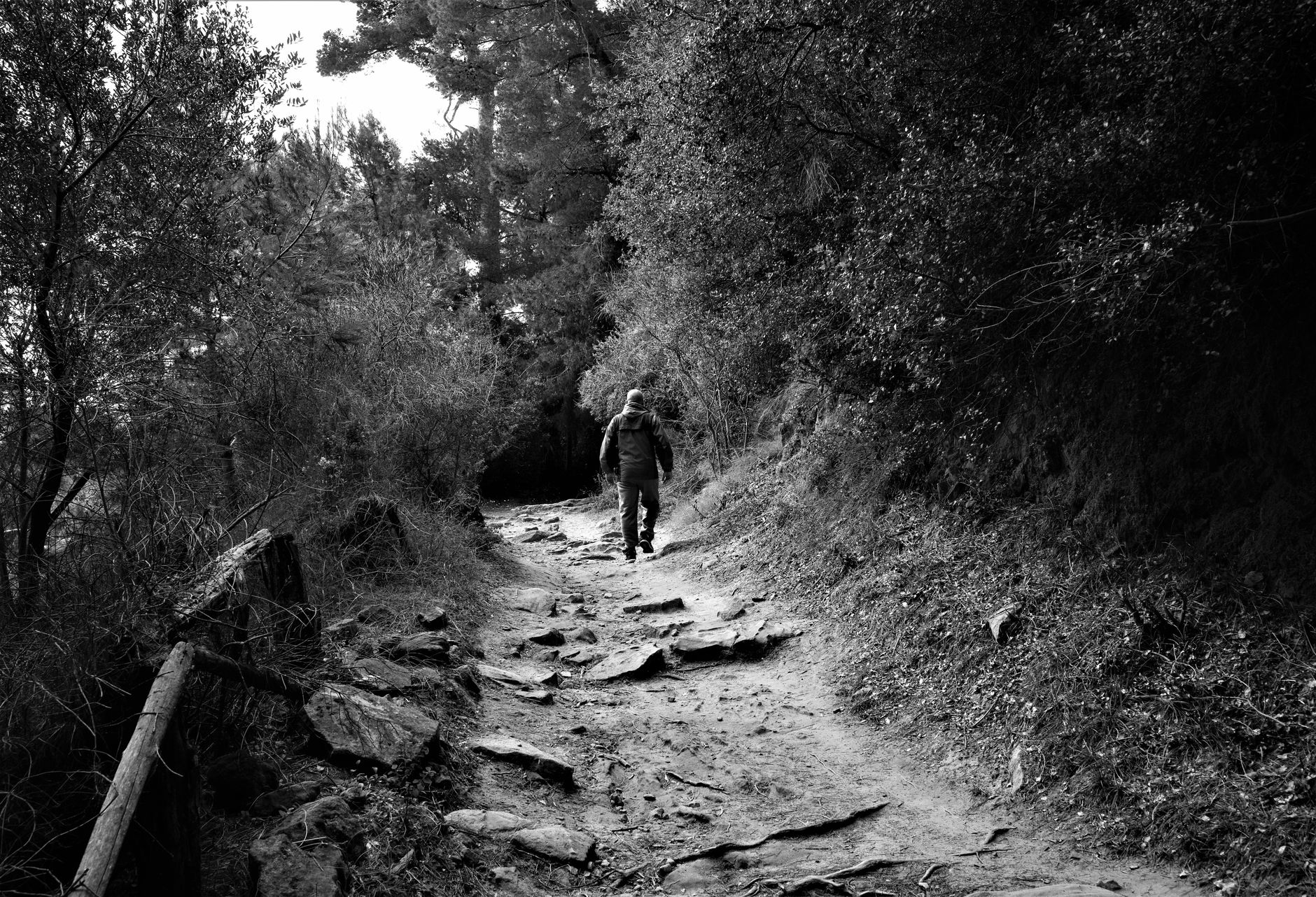 hiker trail forest path