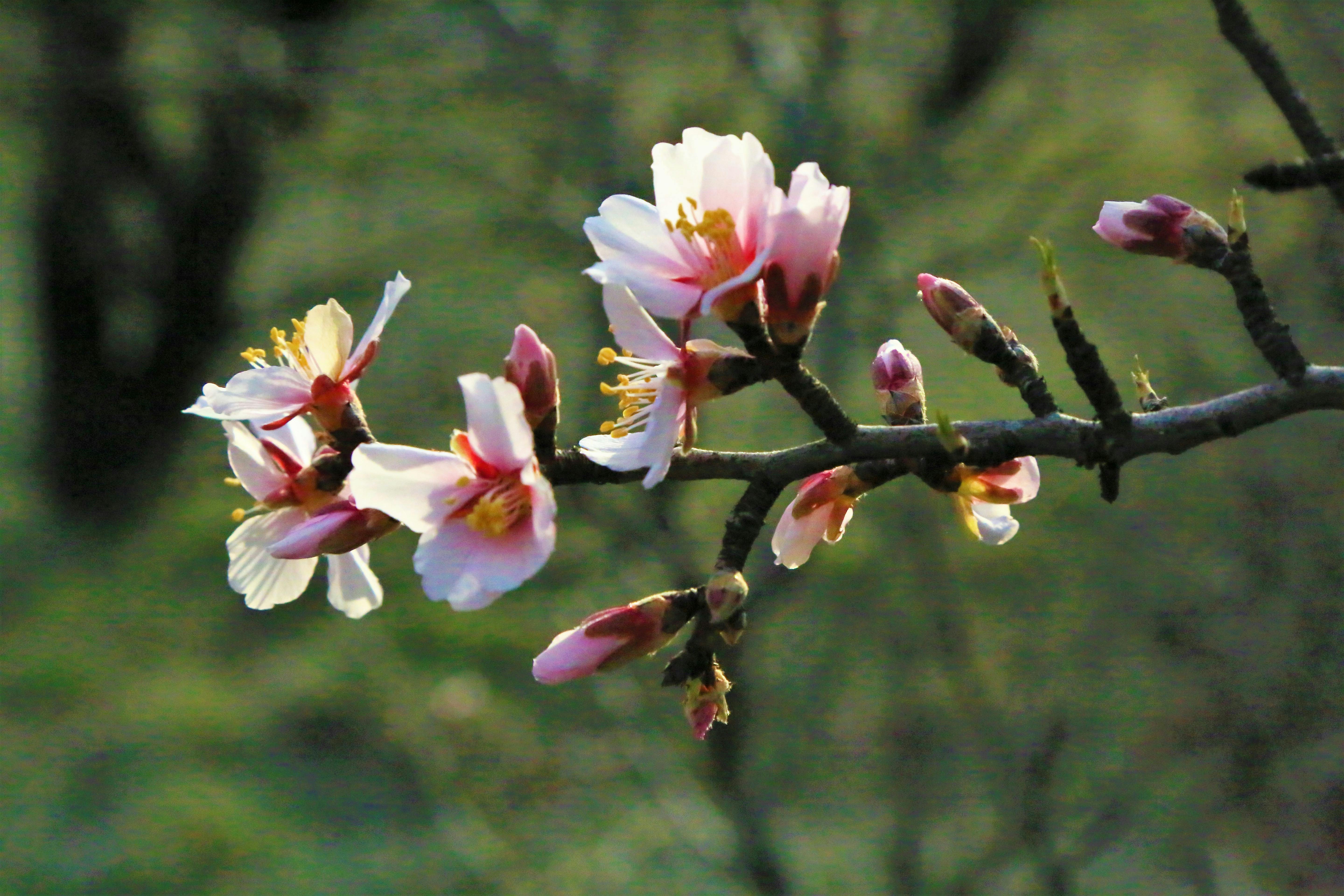 Каменный город