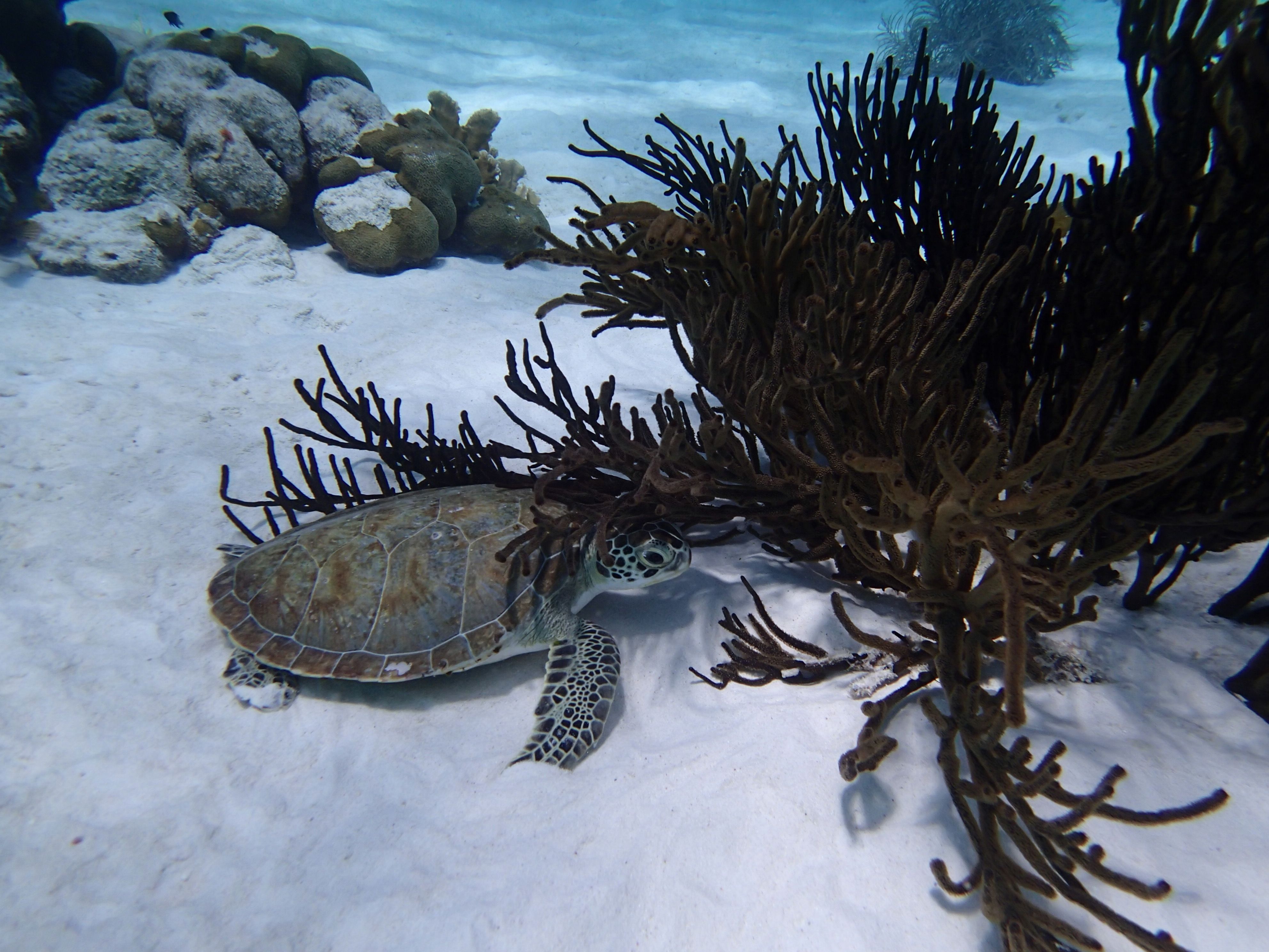 Peak Season in Bonaire — Bonaire travel guide photo