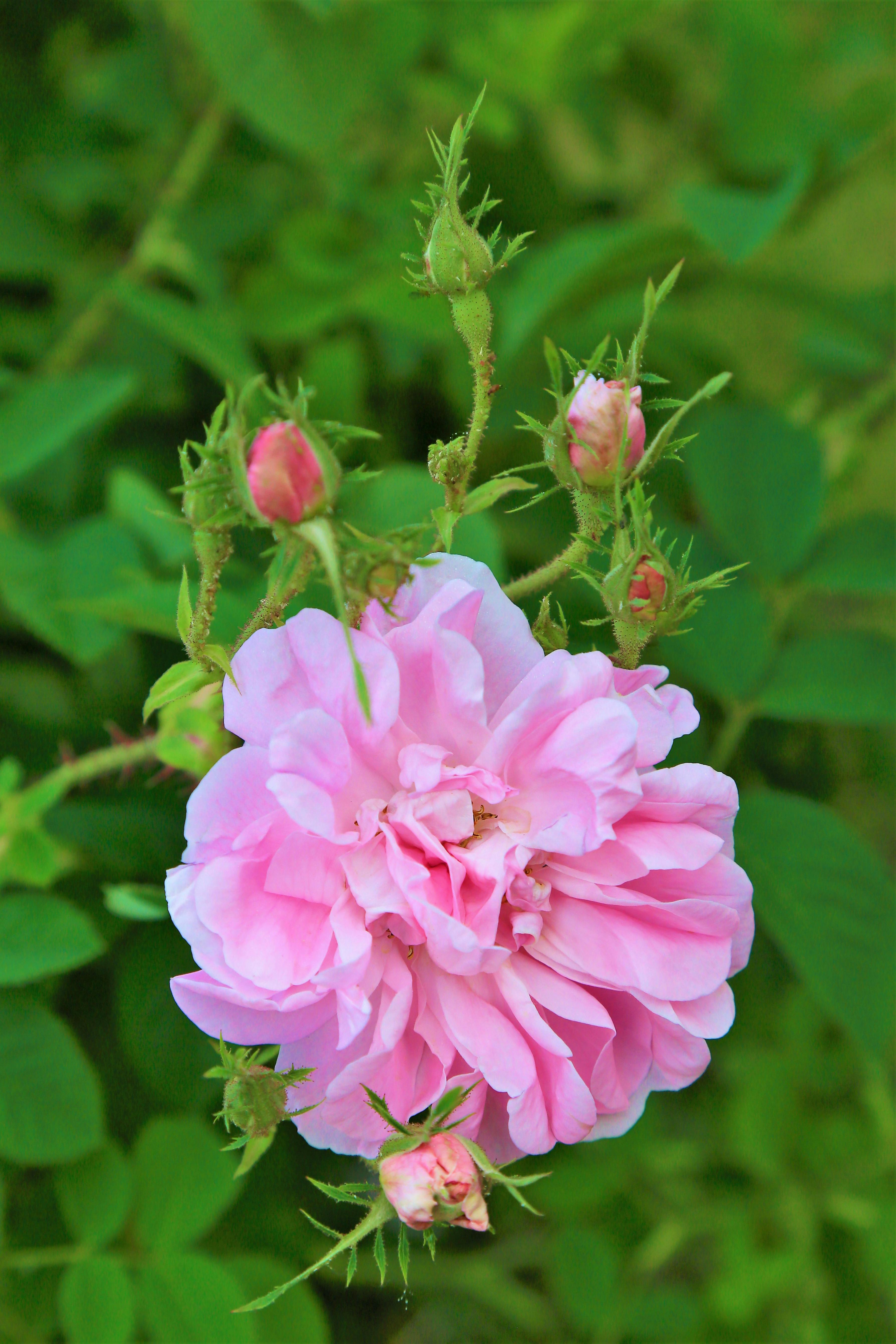 Photo Gratuite De Bahar Do a G l