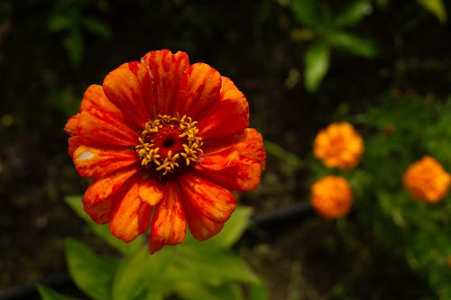 Free Bright orange zinnia flower in close-up, showcasing vibrant petals and natural beauty. Stock Photo